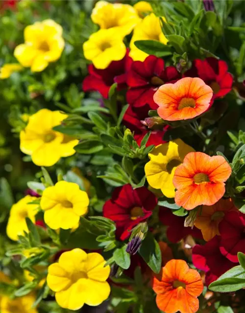 Calibrachoa