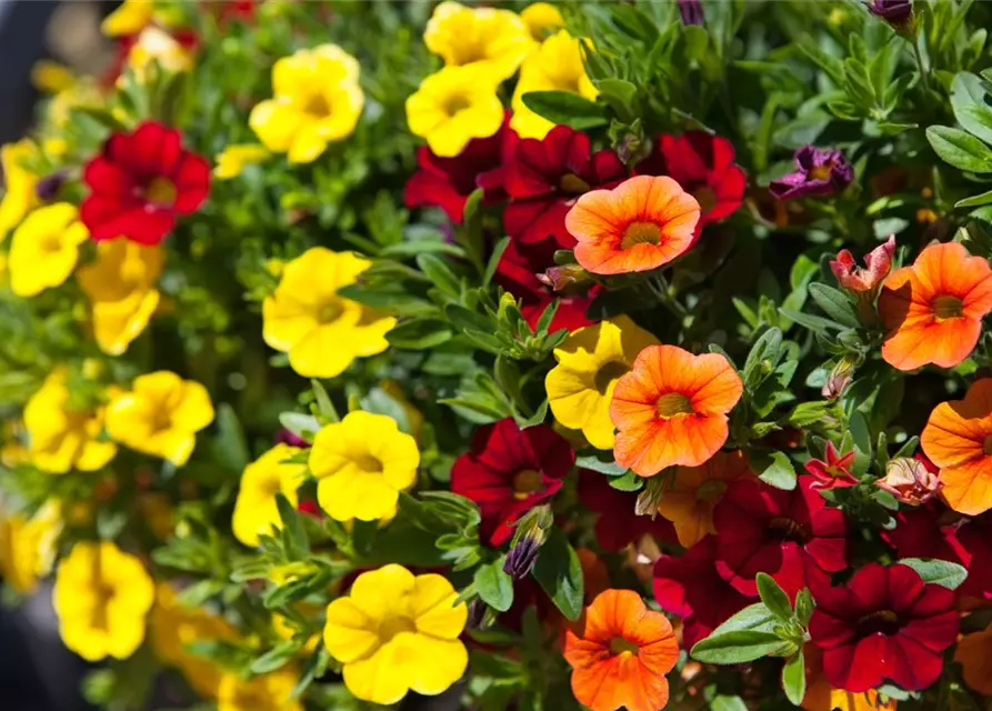 Calibrachoa