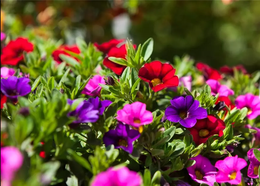 Calibrachoa 'Trixi'®