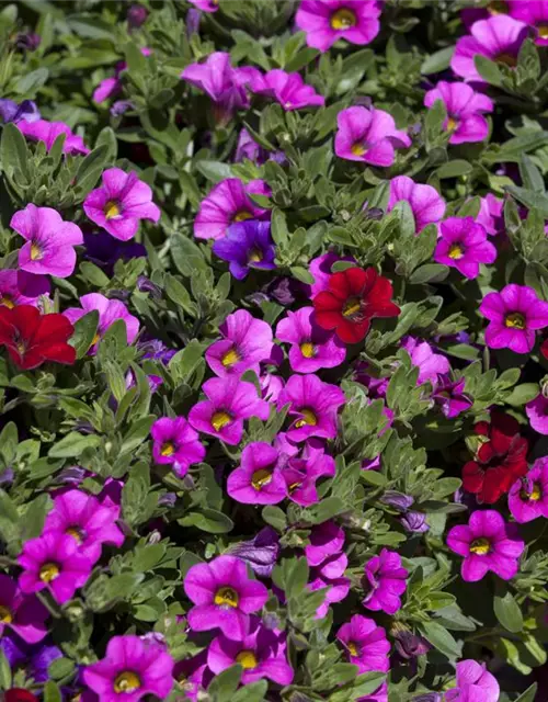 Calibrachoa 'Trixi'®