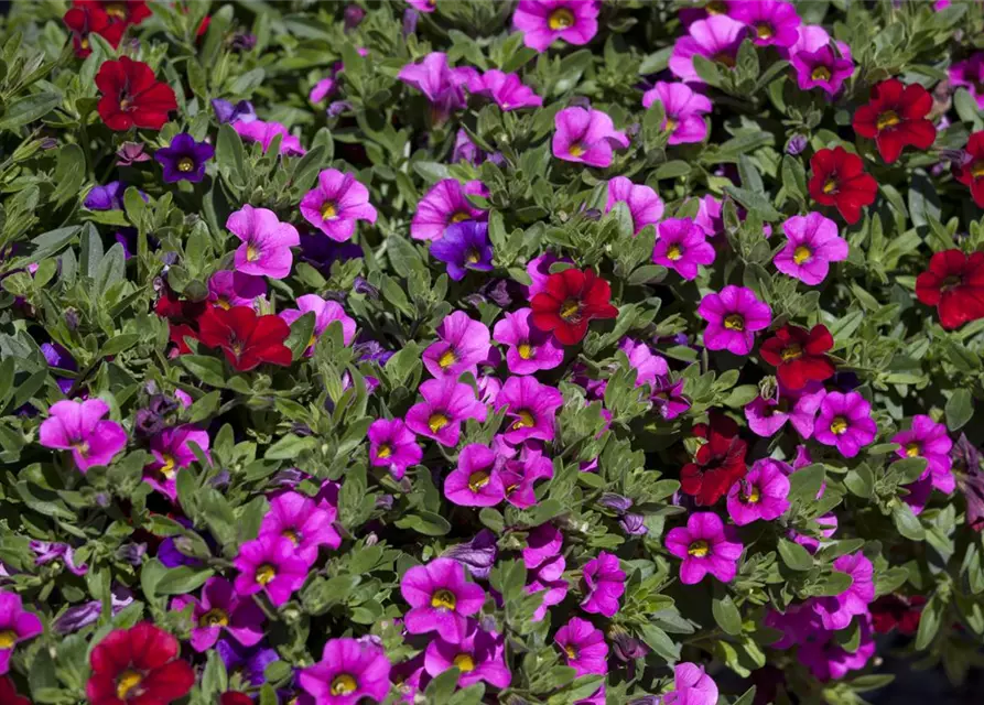 Calibrachoa 'Trixi'®