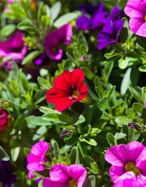 Calibrachoa 'Trixi'®