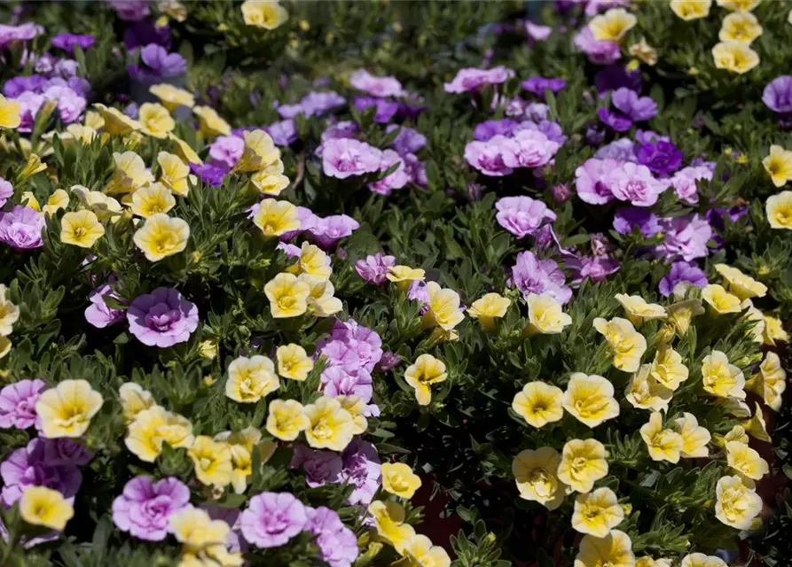 Calibrachoa 'Trixi'®