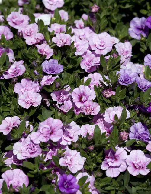 Calibrachoa 'Trixi'®