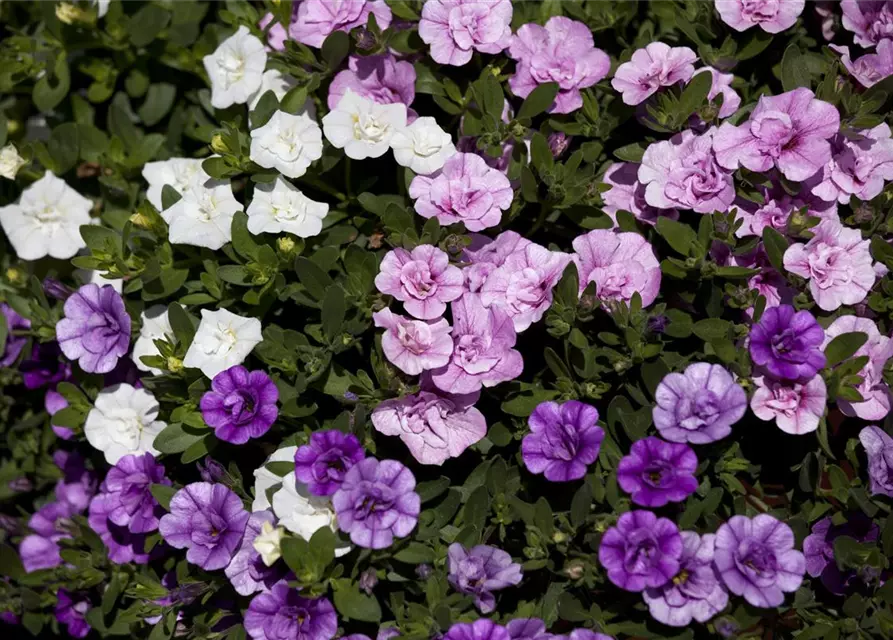 Calibrachoa 'Trixi'®