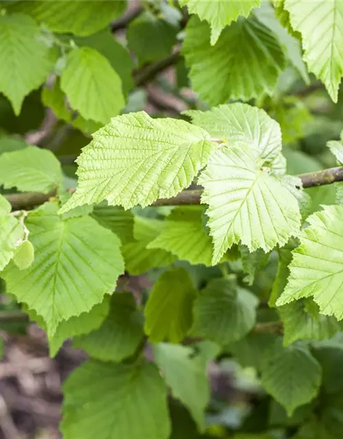 Corylus avellana