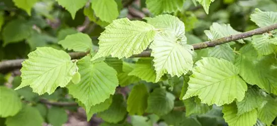 Corylus avellana