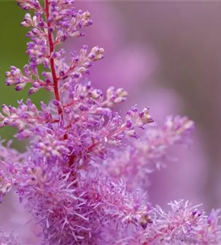 Astilbe x arendsii, rosa