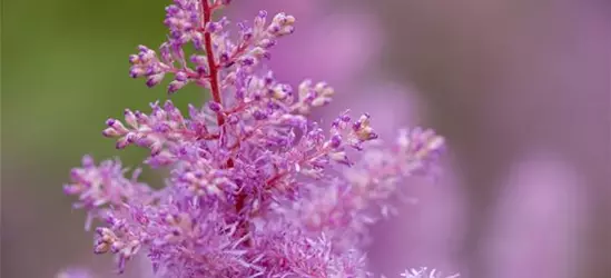 Astilbe x arendsii, rosa