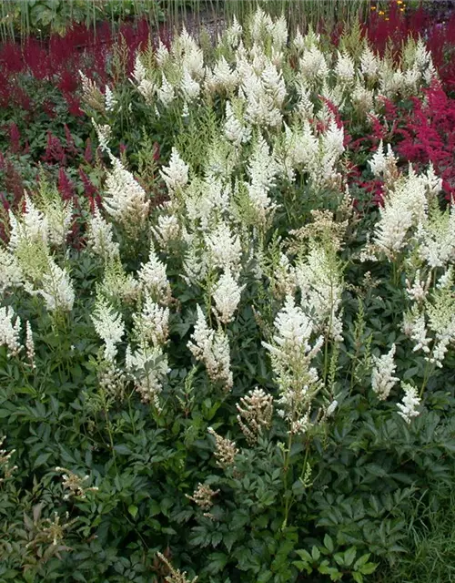 Astilbe x arendsii, weiß