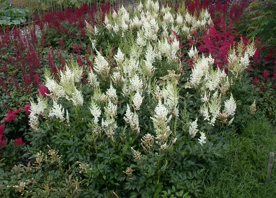 Astilbe x arendsii, weiß