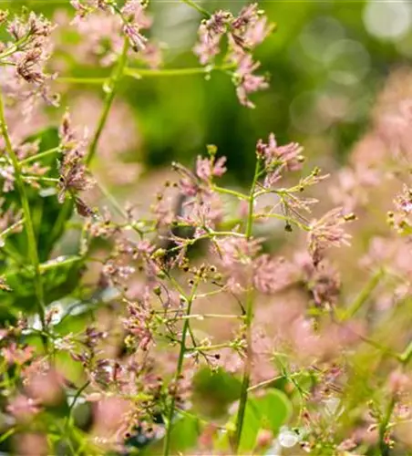 Cotinus coggygria