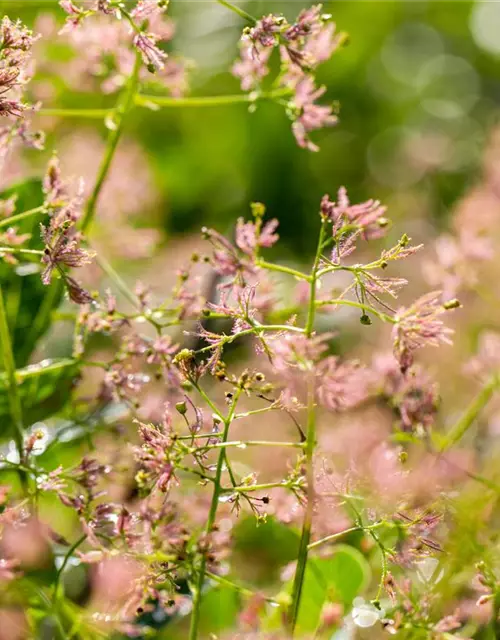 Cotinus coggygria