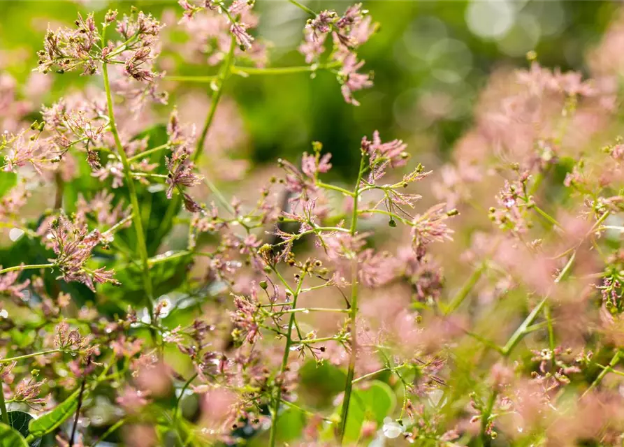 Cotinus coggygria