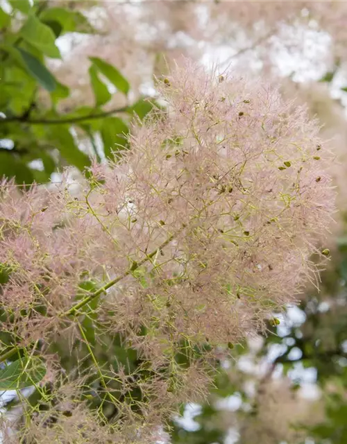 Cotinus coggygria