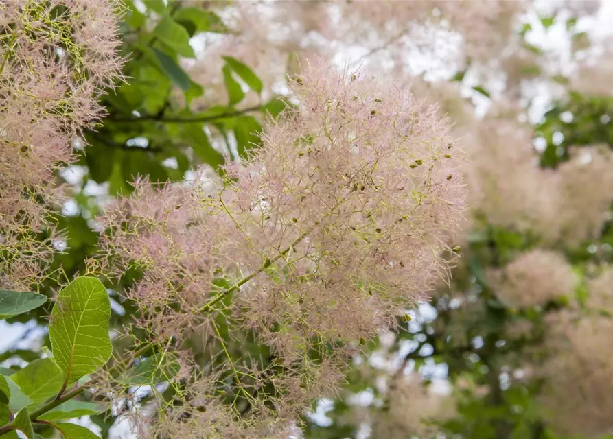 Cotinus coggygria