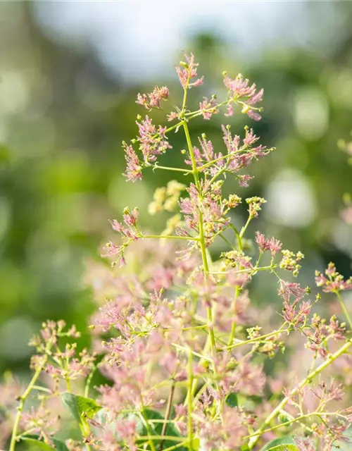 Cotinus coggygria