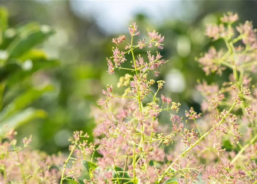 Cotinus coggygria