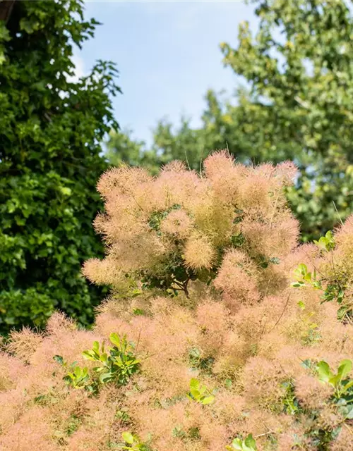 Cotinus coggygria