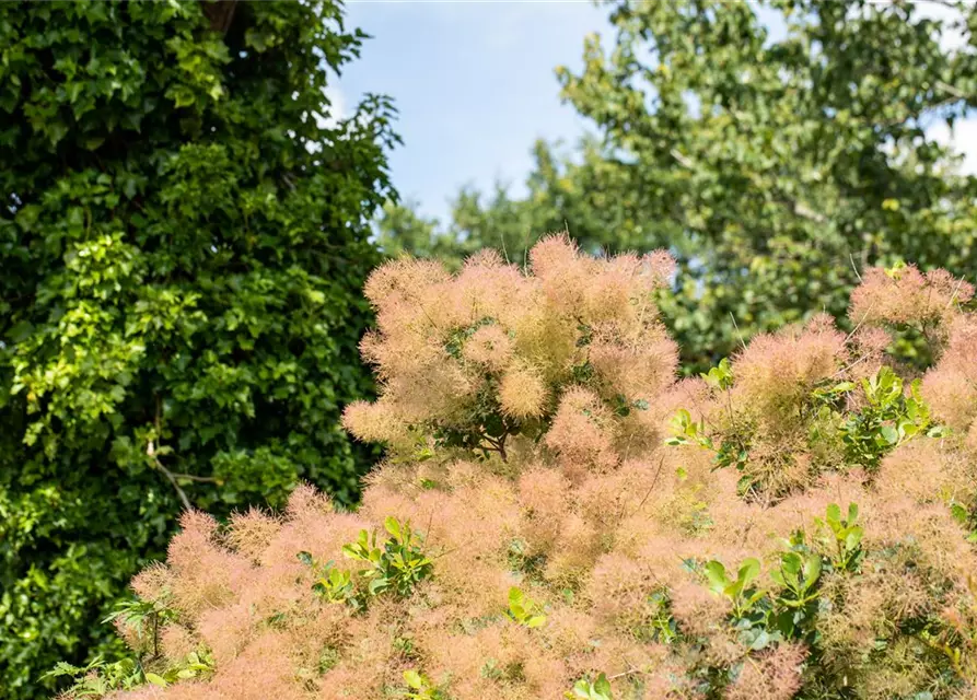 Cotinus coggygria