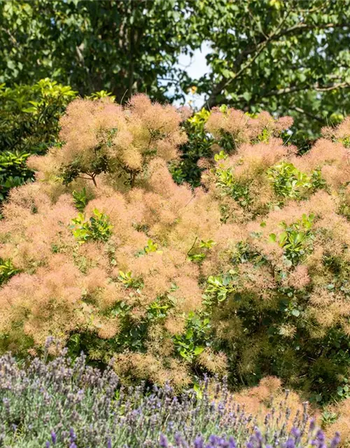 Cotinus coggygria