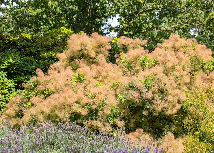 Cotinus coggygria