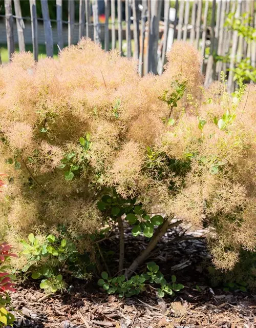 Cotinus coggygria