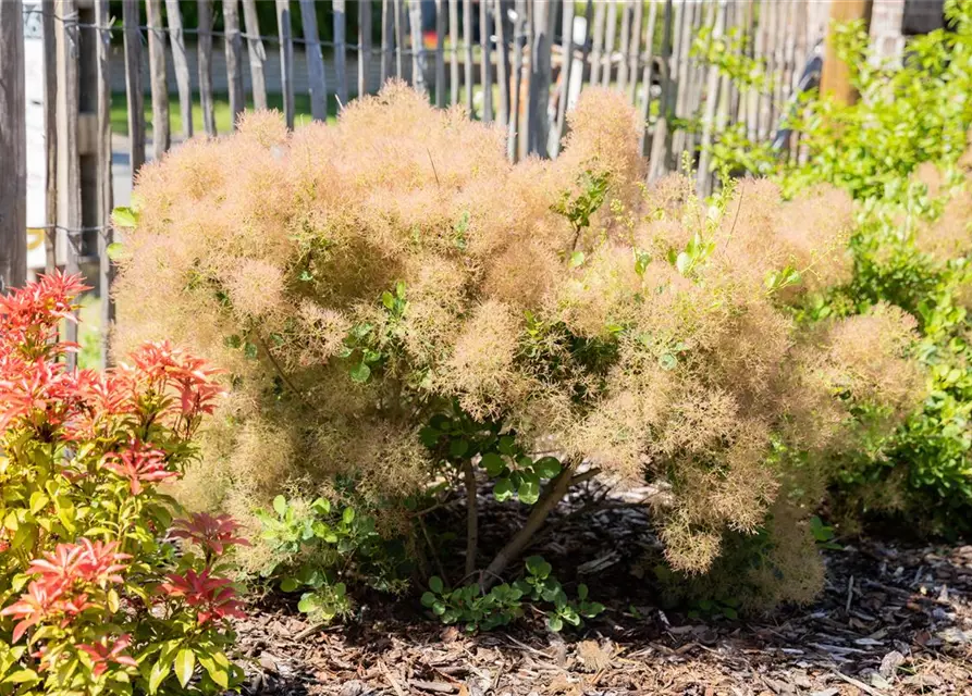 Cotinus coggygria