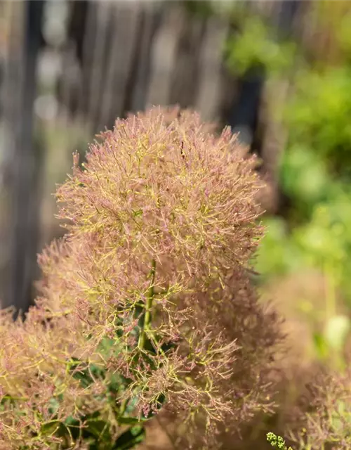 Cotinus coggygria