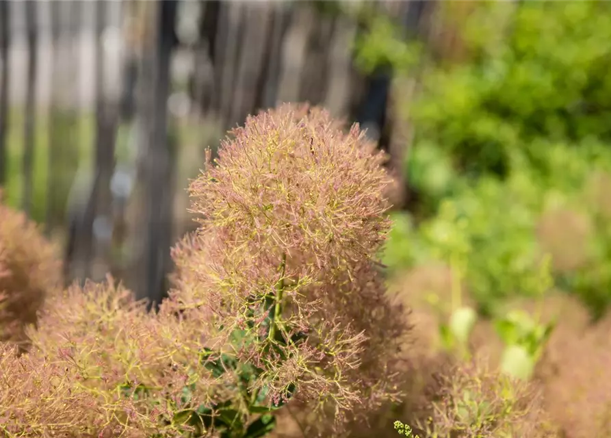 Cotinus coggygria