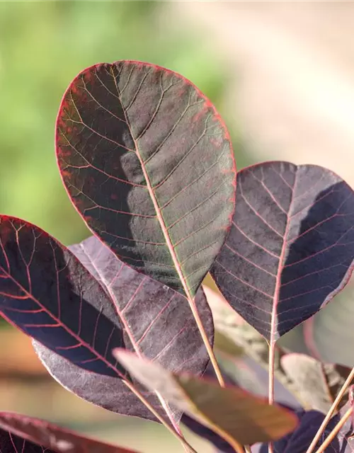 Cotinus coggygria