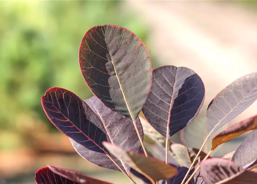 Cotinus coggygria