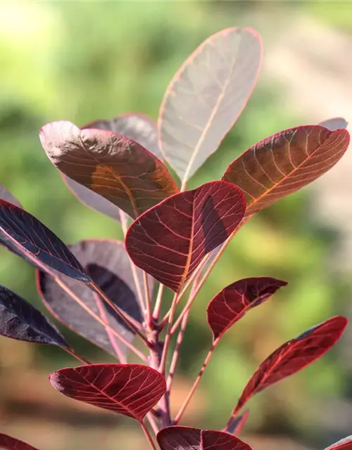 Cotinus coggygria