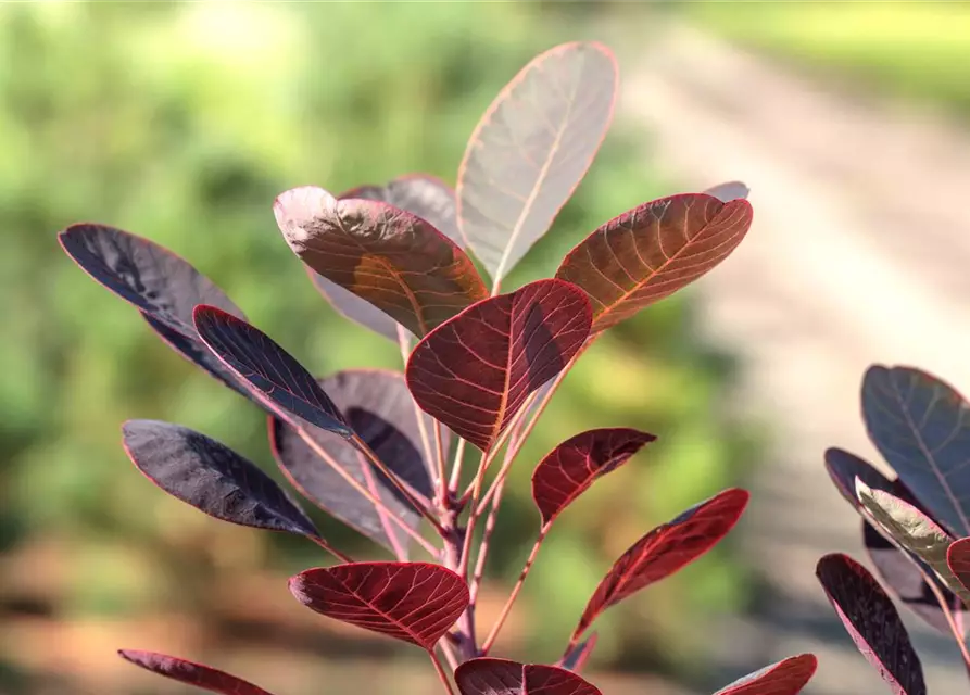 Cotinus coggygria