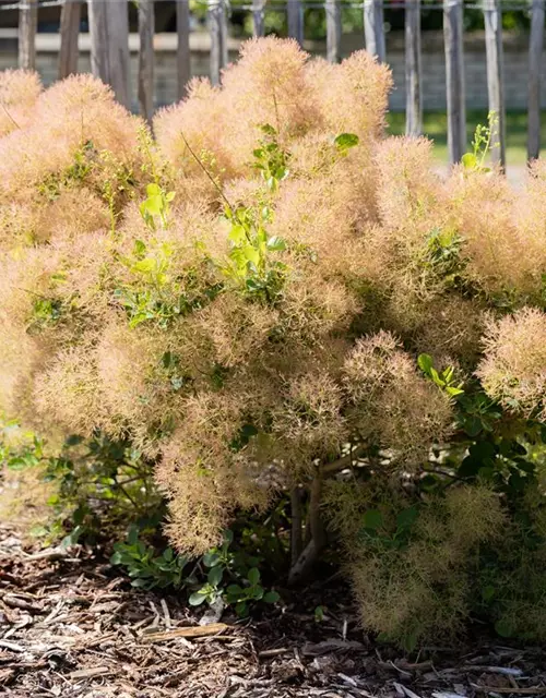 Cotinus coggygria