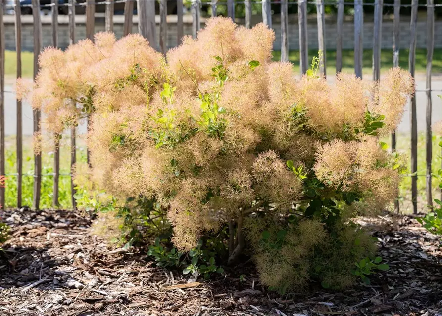 Cotinus coggygria