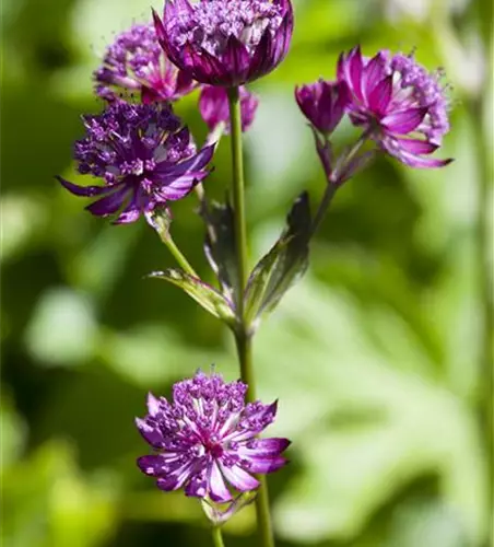 Astrantia major