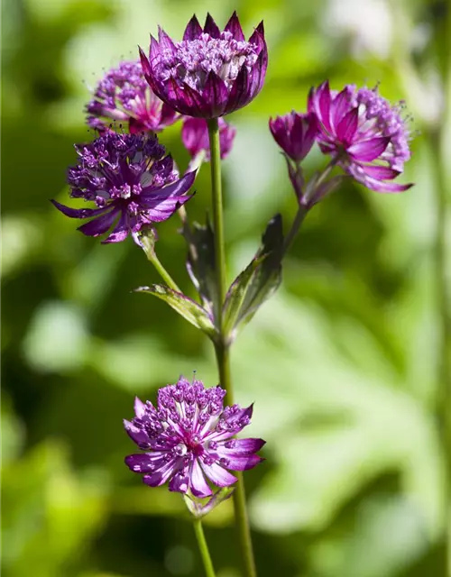 Astrantia major