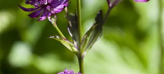 Astrantia major