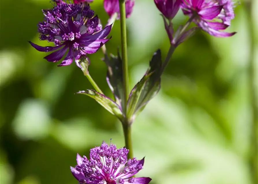 Astrantia major