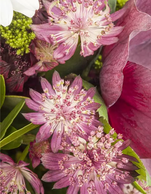 Astrantia major