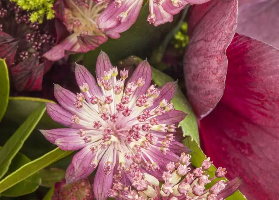 Astrantia major