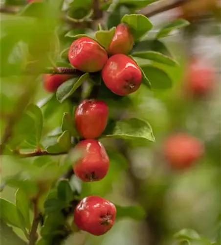 Cotoneaster dammeri