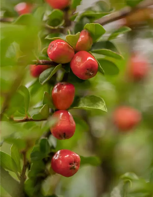 Cotoneaster dammeri