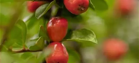 Cotoneaster dammeri