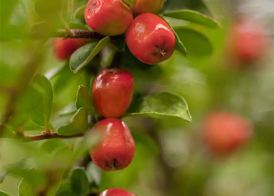 Cotoneaster dammeri