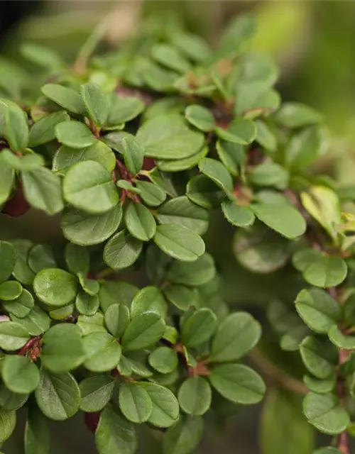 Cotoneaster dammeri