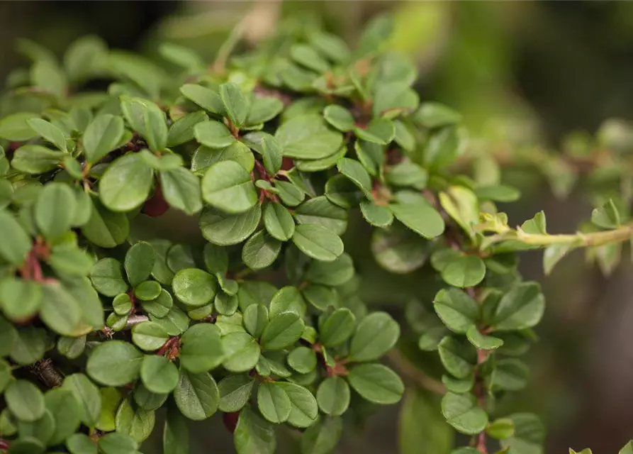 Cotoneaster dammeri