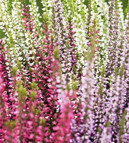 Calluna vulgaris Trio-Girls®