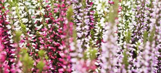 Calluna vulgaris Trio-Girls®